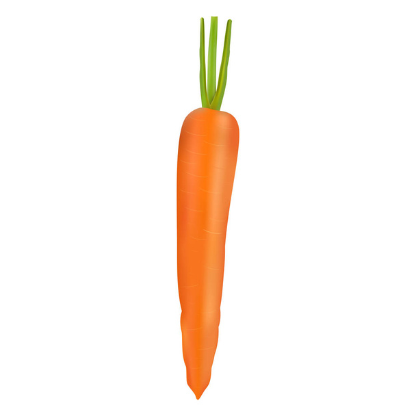 Illustration of ripe fresh realistic carrot - Vector, Image
