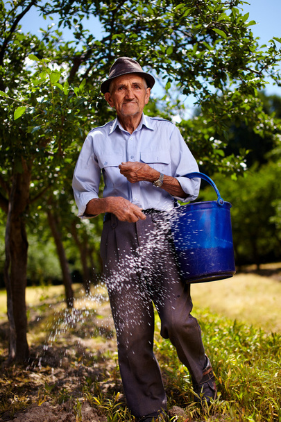 Old farmer fertilizing in an orchard - Φωτογραφία, εικόνα
