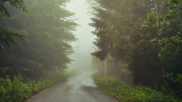 Strada forestale estiva coperta da nebbia
 - Foto, immagini