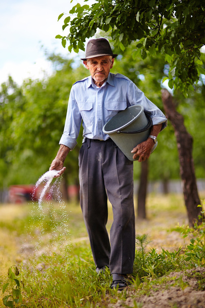 Old farmer fertilizing in an orchard - Fotoğraf, Görsel