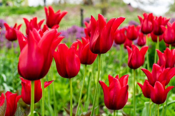 Red tulips in Kew Gardens on the banks of the Thames up river from London - Photo, Image