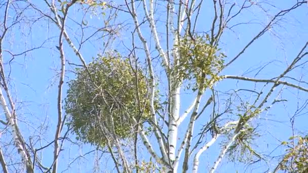 Parasite plants grow on birch tree branches - Footage, Video