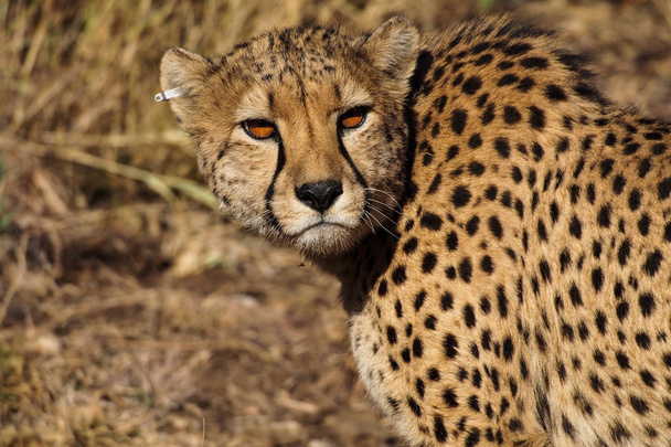 Gepard, Acinonyx jubatus na herním disku v Namibii Afrika - Fotografie, Obrázek