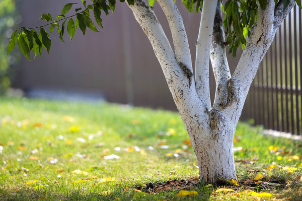Побеленная кора деревьев, растущих в солнечном саду на размытом месте
 - Фото, изображение
