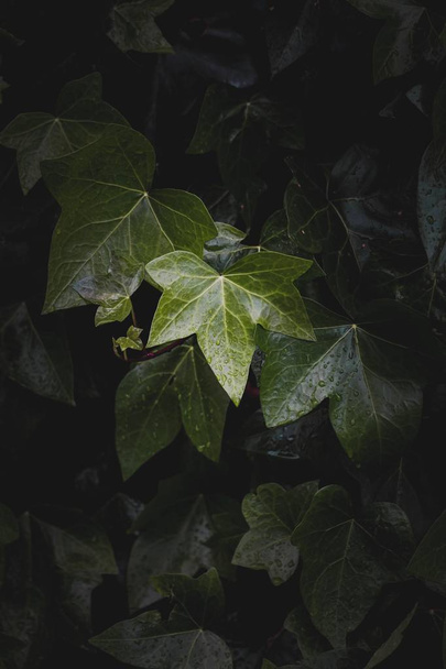 green plant leaves textured in the garden in summer - Foto, Imagem