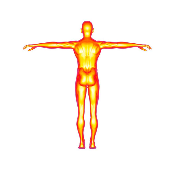 Hombre humano cuerpo blanco representación 3D
 - Foto, Imagen