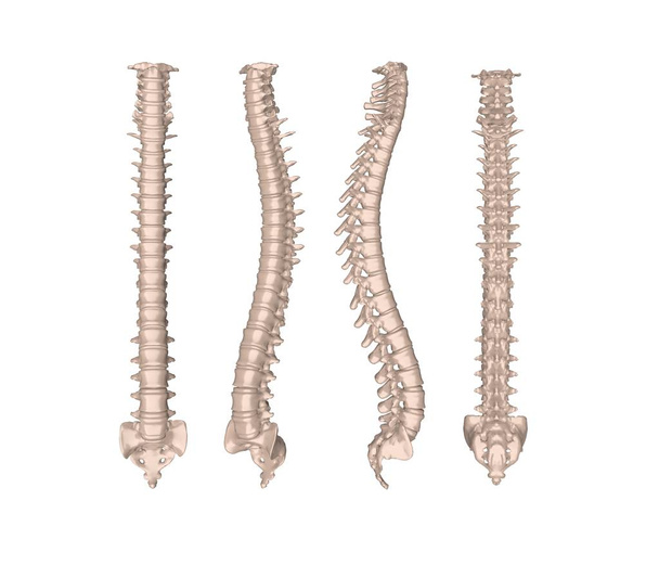 Скелет человеческого позвоночника 3D-рендеринг
 - Фото, изображение