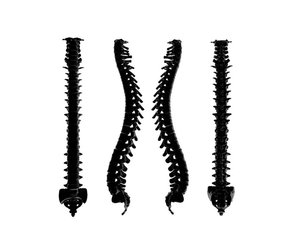 骨格人間の脊椎 3D レンダリング - 写真・画像