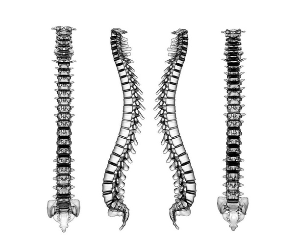 骨格人間の脊椎 3D レンダリング - 写真・画像