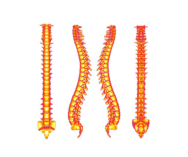 Skelet menselijke wervelkolom 3D rendering - Foto, afbeelding