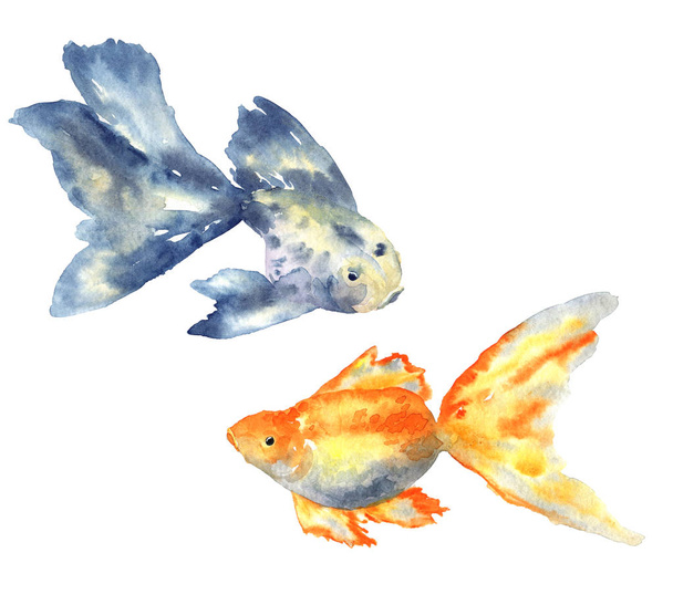 Beautiful blue fish with big fin and goldfish. Hand drawn watercolor illustration. Isolated on white background. - Fotoğraf, Görsel