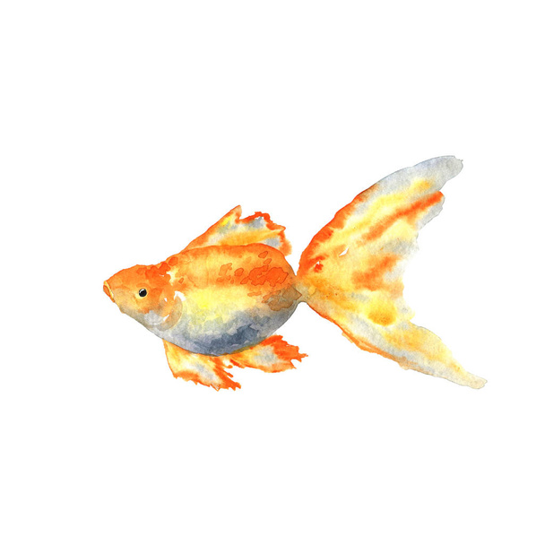 Прекрасная золотая рыбка. Ручной рисунок акварелью. Изолированный на белом фоне
. - Фото, изображение