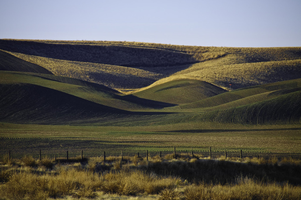 Winter wheat on the rolling hills - Photo, Image