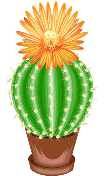 Imagen a color. Planta en maceta en maceta. El cactus verde es esférico con tubérculos cubiertos de espinas. Mammillaria, himnocalicium. Encantador hobby para coleccionistas de cactus. Ilustración vectorial
 - Vector, imagen