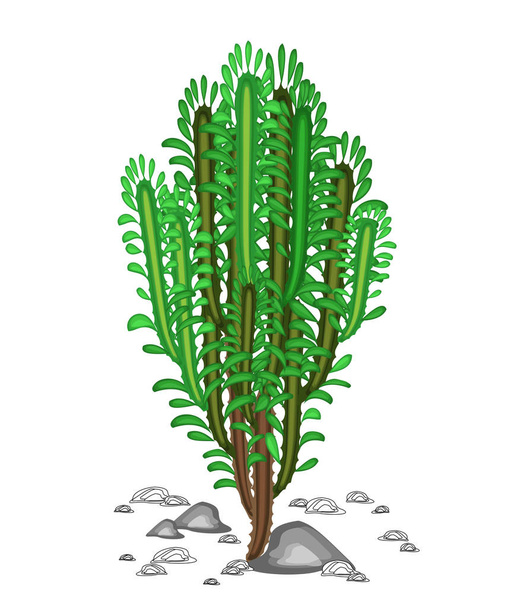 El derroche crece en la naturaleza. Hermosa y sin pretensiones. Euphorbia decorativa jugosas ramitas verdes. Decoración de tierra seca en climas cálidos. Ilustración vectorial
 - Vector, imagen