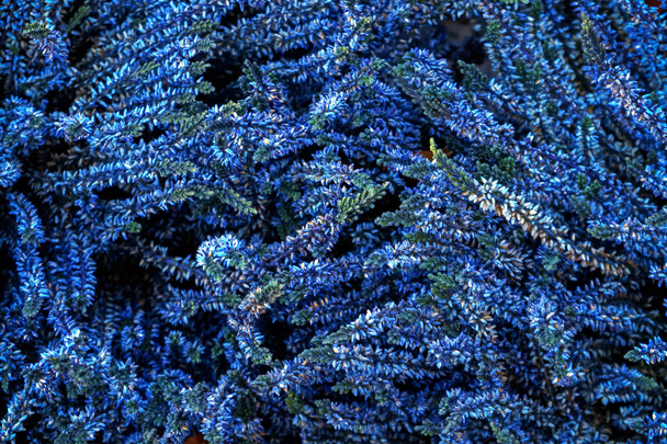 素晴らしい青色のHebe Speciosa Addenda花. - 写真・画像