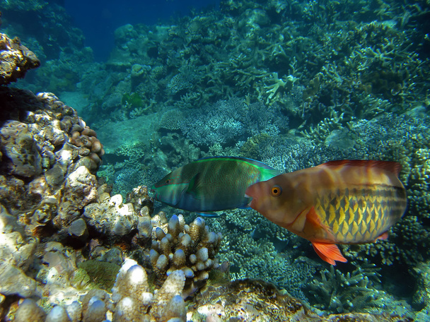Pair of bridled parrotfish - Photo, Image