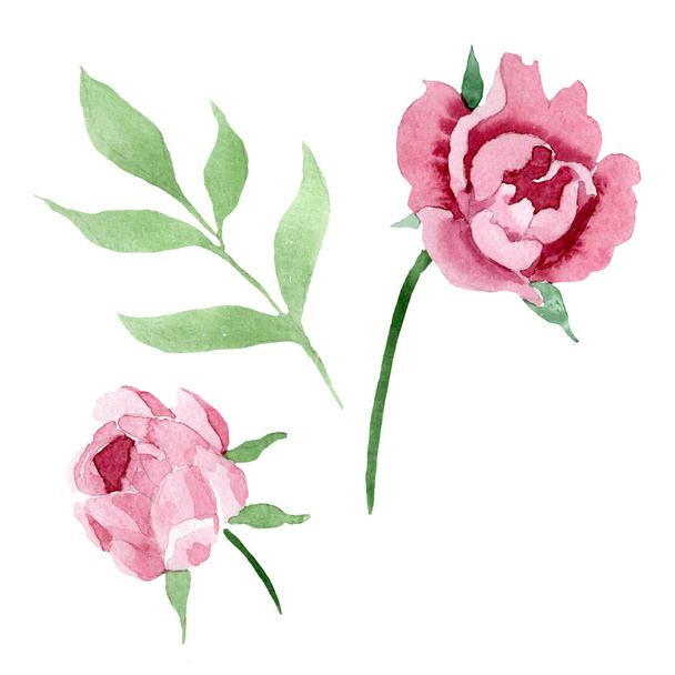 Pedônia vermelha escura flores botânicas florais. Conjunto de ilustração de fundo aquarela. Isolado peônia ilustração elemento
. - Foto, Imagem