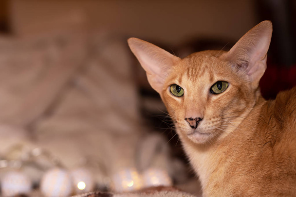 Κοκκινομάλλα κόκκινη ανατολίτικη γάτα με καθαρά πράσινα μάτια - Φωτογραφία, εικόνα