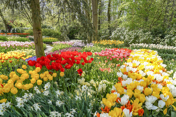 Jarní podívaná s tulipány, daffodily, hyacinty a Modřenec v mnoha barvách - Fotografie, Obrázek