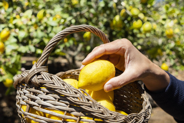 man harvesting lemons on an organic orchard - Foto, Imagen