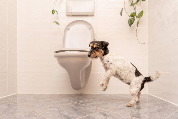 Dog is dancing on the toilet - Jack Russell Terrier  - Fotoğraf, Görsel