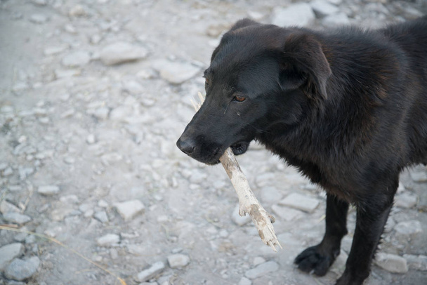 Perro negro con un palo en la boca
 - Foto, imagen