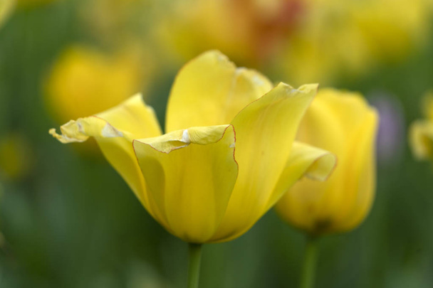 Tulip Blossom in Baltimore Sherwood Gardens - Foto, afbeelding