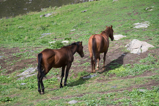 lovak legeltetése Ushguliban, Grúziában - Fotó, kép