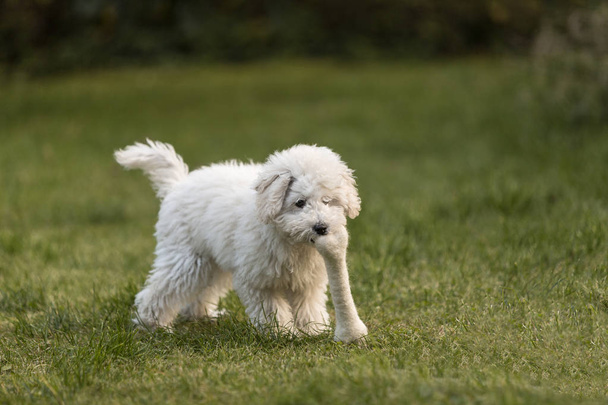 Cachorro Poodle branco brincando no jardim
 - Foto, Imagem
