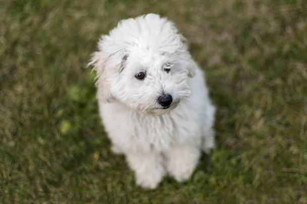 Portrait of a white Poodle puppy - Foto, Imagen