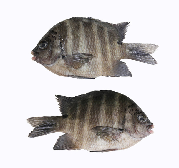 Indo-Pacific sergeant or Abudefduf vaigiensis fish of Tropical s - Foto, afbeelding
