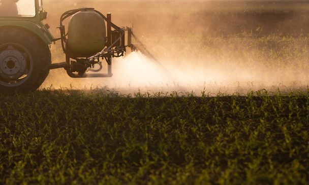 Пестициды трактора на кукурузном поле
  - Фото, изображение