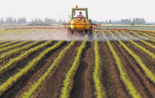 Tractor spuiten pesticiden op maïsveld  - Foto, afbeelding