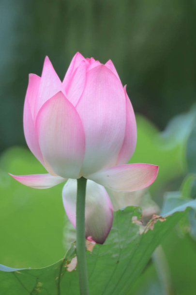  ένα όμορφο λουλούδι λωτού, το ροζ λωτό - Φωτογραφία, εικόνα