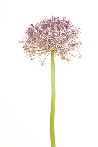Blooming Allium or Star of Peria isolated on a white background - Photo, Image