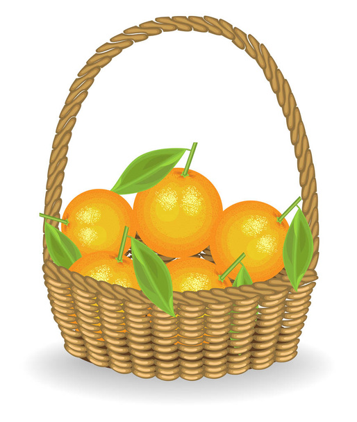 Generous harvest. Fresh juicy sweet oranges in a basket. The fruit is very tasty and vitamin. An exquisite treat for health and pleasure. Vector illustration - Vektori, kuva
