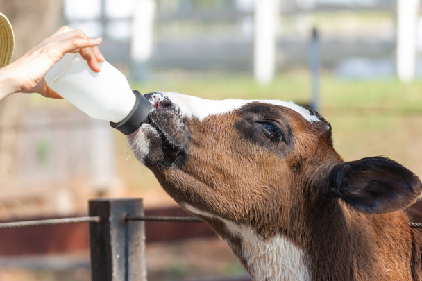 Baby cow feeding on milk bottle by hand woman - Zdjęcie, obraz