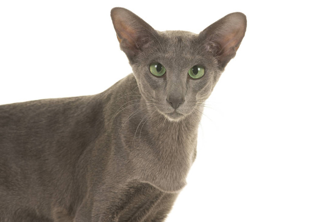 Portrét šedé Siamské kočky se zelenými očky izolovanými na bílém pozadí - Fotografie, Obrázek