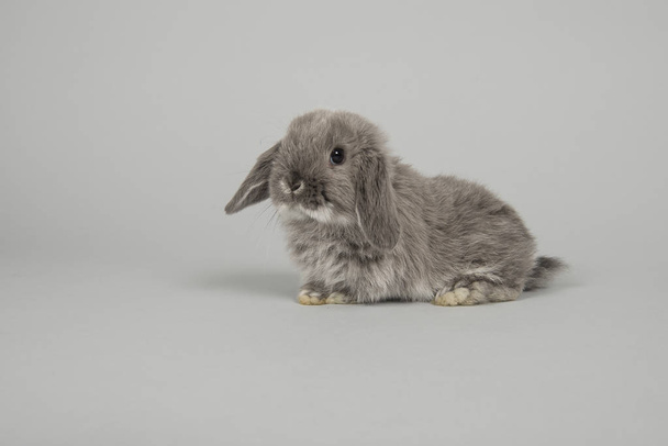 Gri bir arka plan üzerinde Sevimli genç gri tavşan - Fotoğraf, Görsel