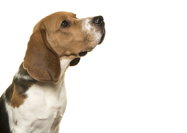 Muotokuva beagle koira katselee ylös sivulta valkoisella pohjalla
 - Valokuva, kuva