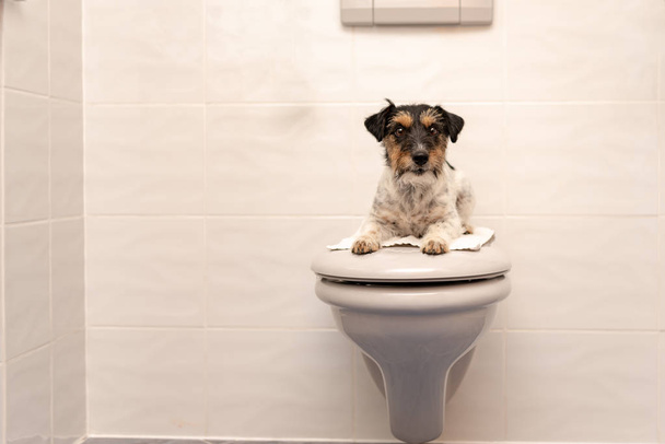 Dog lies on the toilet lid and guards. Jack Russell Terrier 3 ye - Foto, Imagen