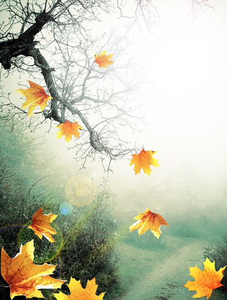 Herbstplakat mit nebligem Wald und fallenden gelben Ahornblättern - Foto, Bild