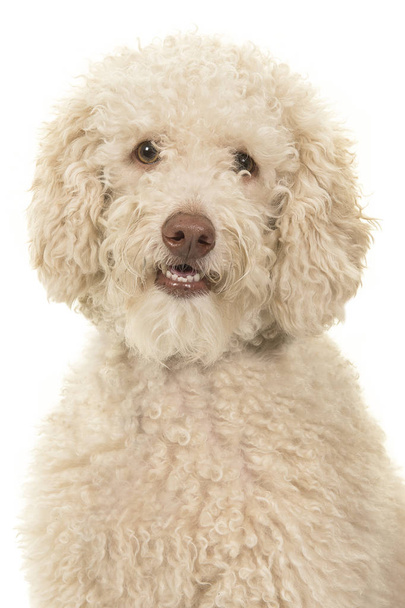 Beyaz arka plan daki kameraya bakan bir labradoodle köpeğinin portresi - Fotoğraf, Görsel