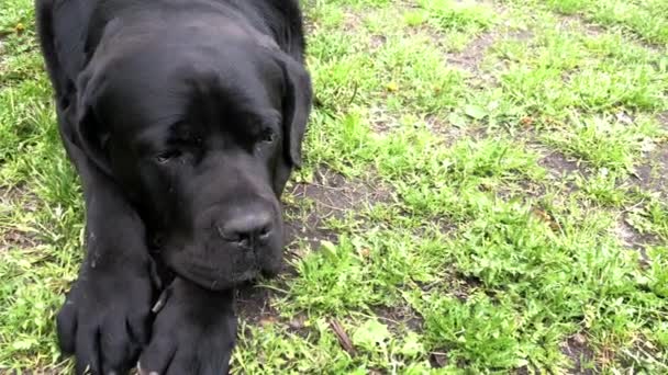 黒い大きな犬カナ・コルスはフェンスの近くに座り、遠くを見つめます。ケインコルソ - 血統を持つ犬を繁殖. - 映像、動画