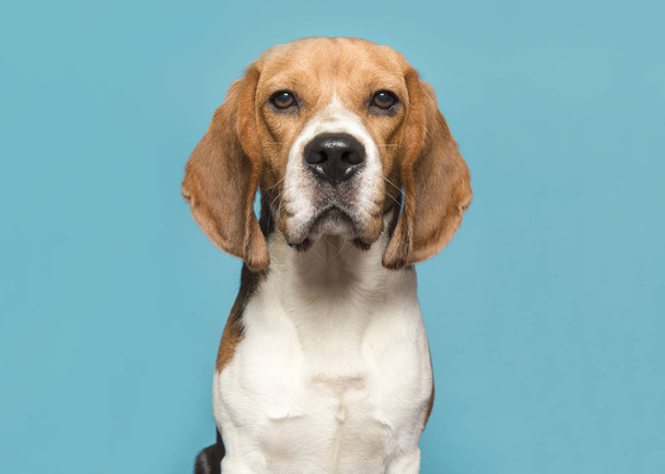 Muotokuva beaglesta katsomassa kameraa sinisellä pohjalla
  - Valokuva, kuva