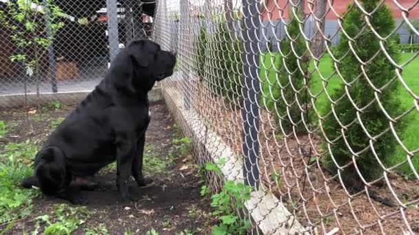 Zwarte Big Dog Kana Corse zit in de buurt van het hek en kijkt in de verte. Cane Corso-fokhond met stamboom. - Video