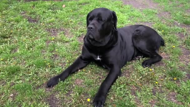 Black big dog Kana Corse senta-se perto da cerca e olha para a distância. Corso de cana - cão reprodutor com um pedigree
. - Filmagem, Vídeo