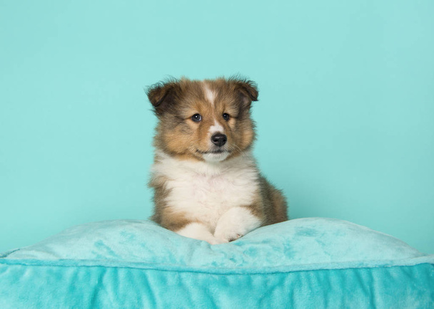 Cute shetland sheepdog puppy lying down on a blue cushion - Valokuva, kuva