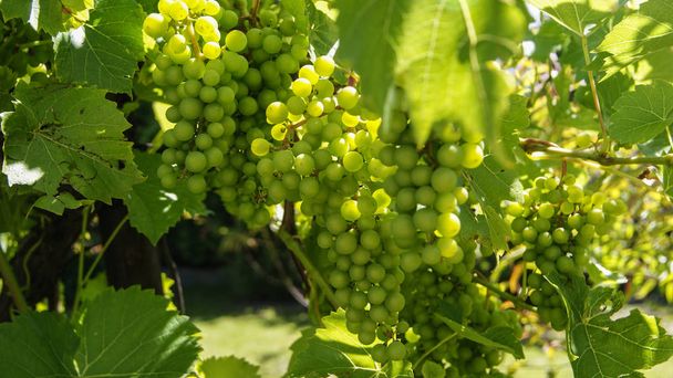 Зелені грона винограду в саду
 - Фото, зображення